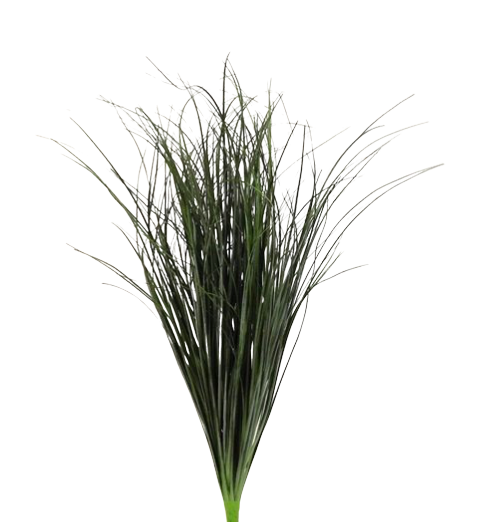 68cm Bear Grass Bush-0