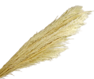 Cana Silvestre x 6 Stems White-0