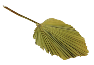 Kingspear Natural-0