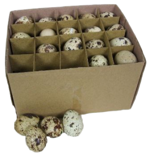 BLOWN Quail Eggs x 60 - Not Edible -0