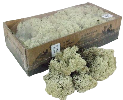 Reindeer Moss (Icelandic Moss) Preserved Natural