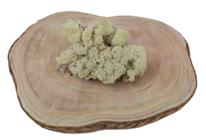 Reindeer Moss (Icelandic Moss) Preserved Natural