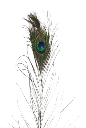Peacock Feathers Lge X 40 30" - 35"-0