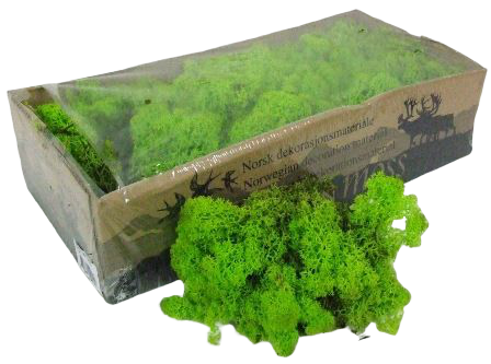 Reindeer Moss (Icelandic Moss) Apple Green (Spring)