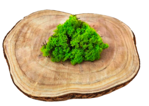 Reindeer Moss (Icelandic Moss) Apple Green (Spring)