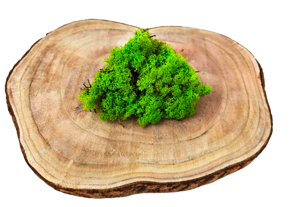 Reindeer Moss (Icelandic Moss) Apple Green (Spring)