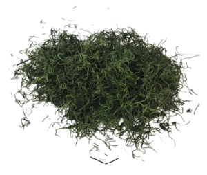 Tillandsia Moss (Forest Moss) X 200g Moss Green Bag-0