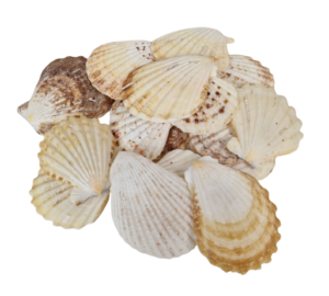 Shells - Pectin Radula 1kg-0