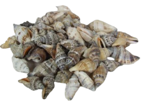 Shells - Strombus Brown Urceus-0