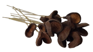 Badam Pods Halves On Stem X 15