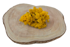 Reindeer Moss (Icelandic Moss) Yellow