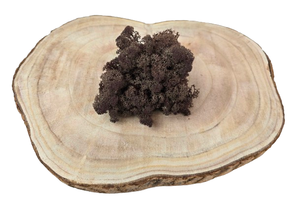 Reindeer Moss (Icelandic Moss) Brown