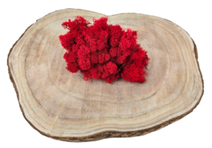 Reindeer Moss (Icelandic Moss) Red