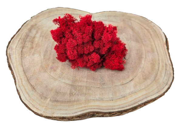 Reindeer Moss (Icelandic Moss) Red