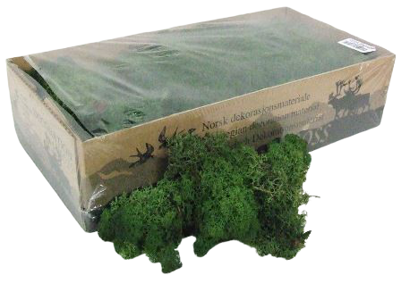 Reindeer Moss (Icelandic Moss) Moss Green