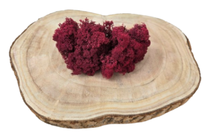 Reindeer Moss (Icelandic Moss) Burgundy