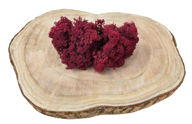 Reindeer Moss (Icelandic Moss) Burgundy