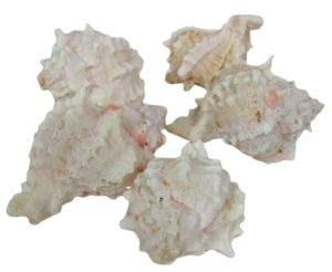 Shells - Pink Murex x 1 kg-0