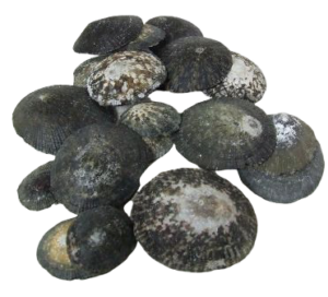 Shells - Oval Limpet x 1/2 kg-0