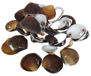 Shells - Cockles Brown x 1 kg-0