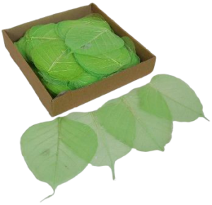Skeleton Leaves Bleeched Apple Green X 200-0