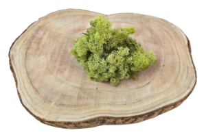 Reindeer Moss (Icelandic Moss) Old Green