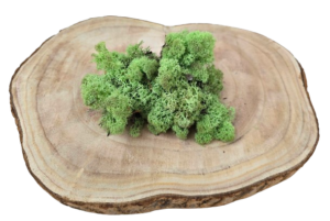 Reindeer Moss (Icelandic Moss) Mint Green