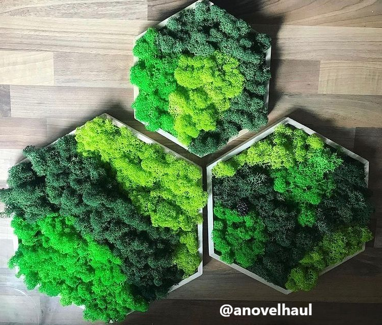 Reindeer Moss (Icelandic Moss) Apple Green (Spring)-21839