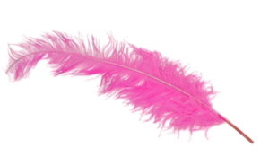 Ostrich Feathers Fuschia x 5-0