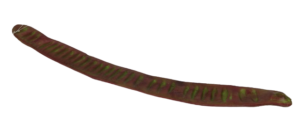 Pea Stem 45cm-0