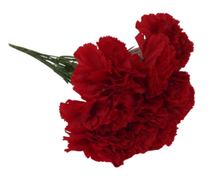 Bloom Carnations Red x 12 Stems-0