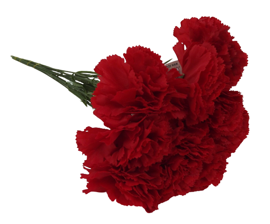 Bloom Carnations Red x 12 Stems-0