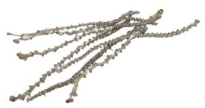 Banana Stem Stone Washed White x 20pcs-0