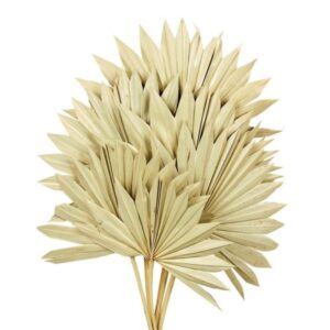 Natural Sun Palm (Spear) x 6pcs-0