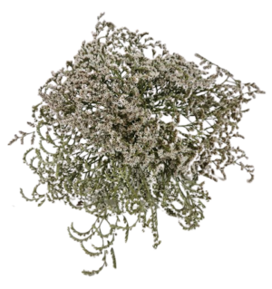 Dumosa (Statice Tatartica) x 250g Approx