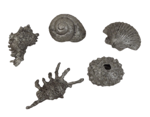 9cm Shell Set Of 5 Silver-0