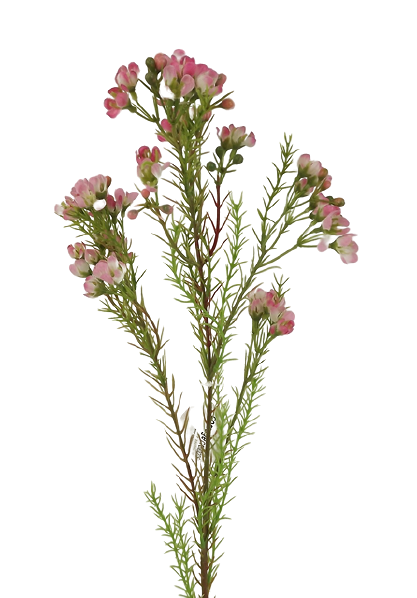 Wax Flower Spray 77cm Pink-0