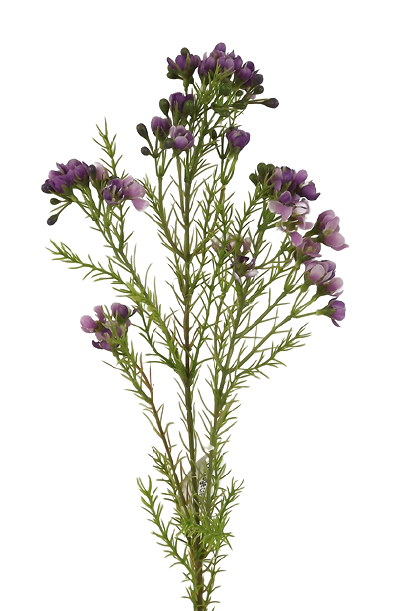 Wax Flower Spray 77cm Purple-0