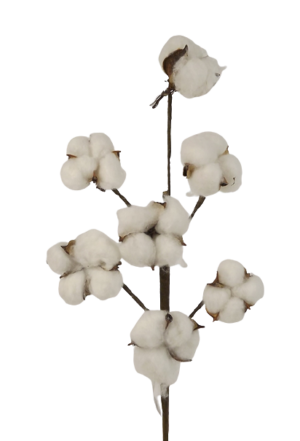 55cm Cotton Seed Pod Stem-0