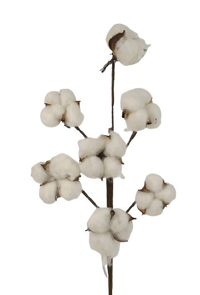 55cm Cotton Seed Pod Stem-0