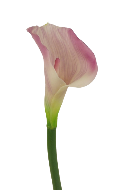 Real Touch Calla Lili 68cm Pink/Cream-0