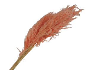 75cm Pampas x 6pcs Salmon Pink-0