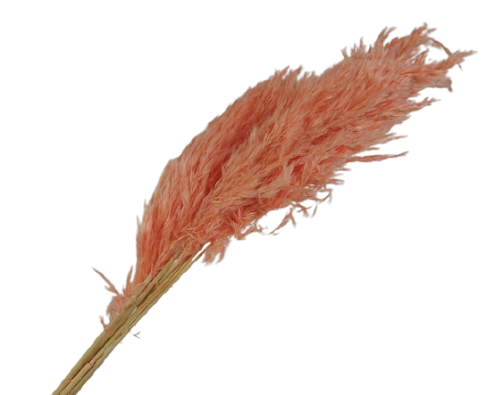 75cm Pampas x 6pcs Salmon Pink-0