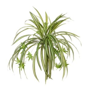 Spider Plant W/8 Babies 48cm-0