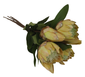 53cm Protea Bundle Natural-0