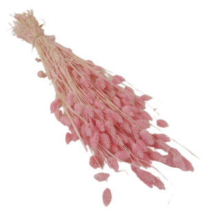 Phalaris Light Pink 150g-0
