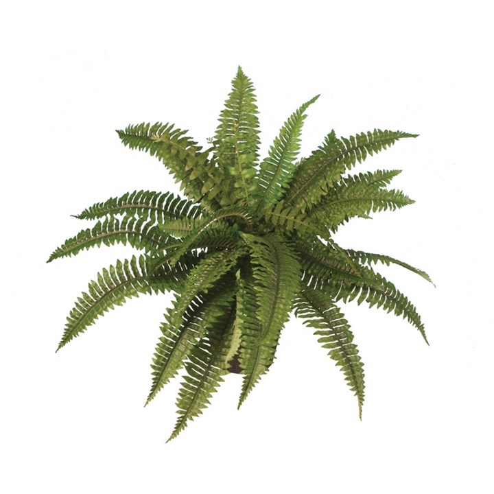 Boston Fern x 40 Leaves 48cm-0
