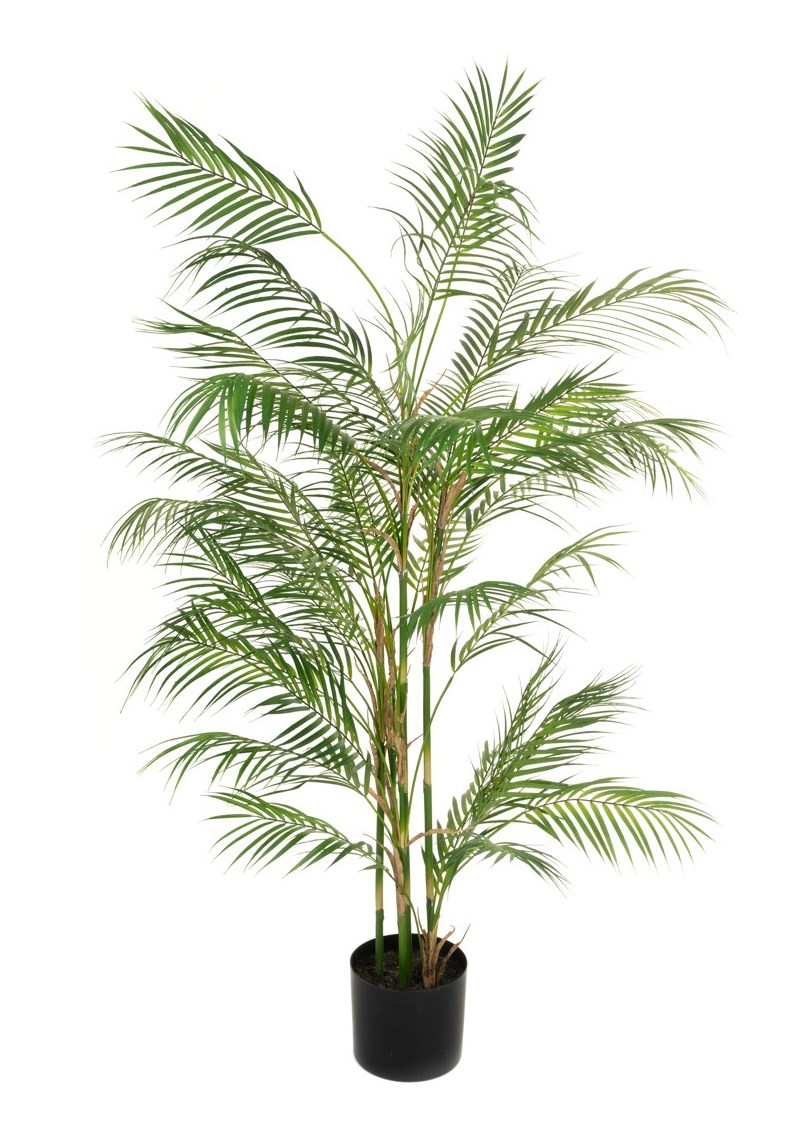 Areca Palm In Pot - 150cm-0