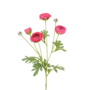 ECO Ranunculus Spray 67cm Beauty