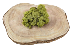 Reindeer Moss (Icelandic Moss) Kiwi